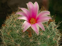 Mammillaria boolii